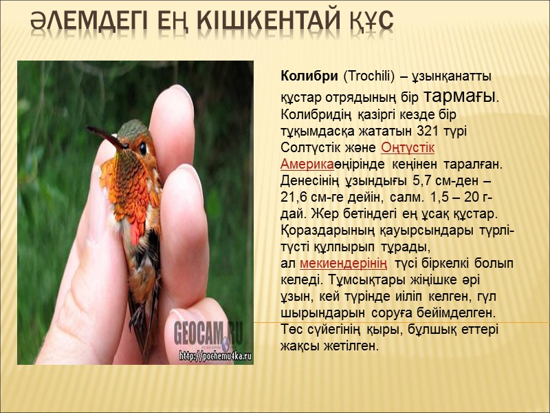 Әлемдегі ең кішкентай құс Колибри (Trochіlі) – ұзынқанатты құстар отрядының бір тармағы. Колибридің қазіргі